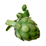 artichoke