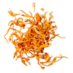 cordyceps