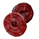 reishi